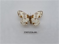 藏品(尺蛾18)的圖片